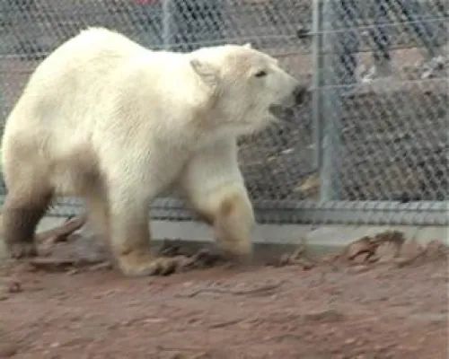 Bild: Eisbär Wilbär aus Stuttgart leidet unter Zwangstrennung - Tierrechtsorganisation PETA kritisiert Zooleitung