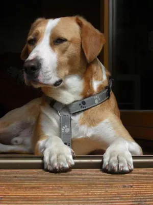 Bild: Ausbildung zum Personal- und Hundecoach
