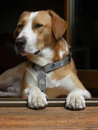 Ausbildung zum Personal- und Hundecoach Bild: Ausbildung zum Personal- und Hundecoach