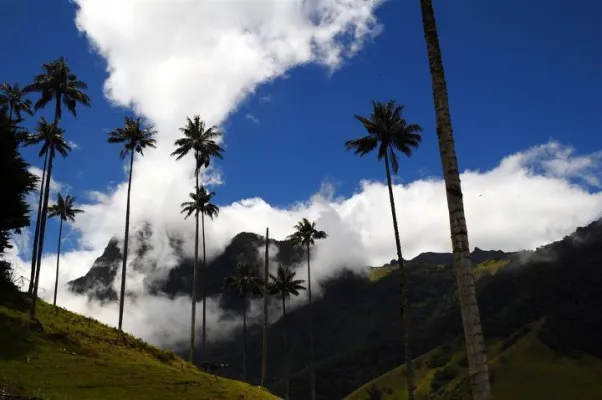 Reiseunternehmen Cafeteratours geht Kooperation mit Spanisch Sprachschule YO HABLO in Kolumbien ein Bild: Reiseunternehmen Cafeteratours geht Kooperation mit Spanisch Sprachschule YO HABLO in Kolumbien ein