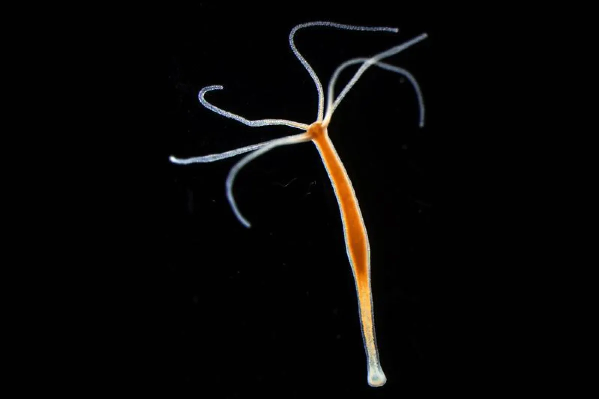 Der Süßwasserpolyp Hydra. (Abbildung: Dr. Sebastian Fraune )