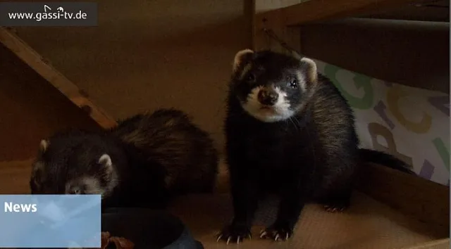 Bild: Kalle und die GASSI-TV Woche