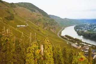 Bild: Jahrgang 2016: Überraschende Vielfalt dank extremer vegetativer Unterschiede an Mosel, Saar und Ruwer