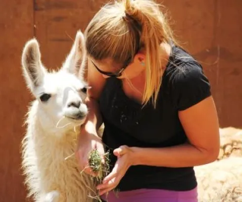 Bild: 44. Tier: Schmusestunde mit Lamas