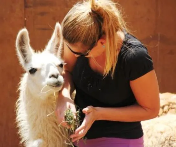 Bild: 44. Tier: Schmusestunde mit Lamas