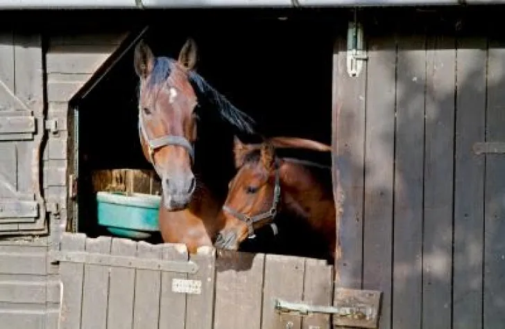 Bild: Die Reiterunfallversicherung – Schutz vor schwerwiegenden Folgen