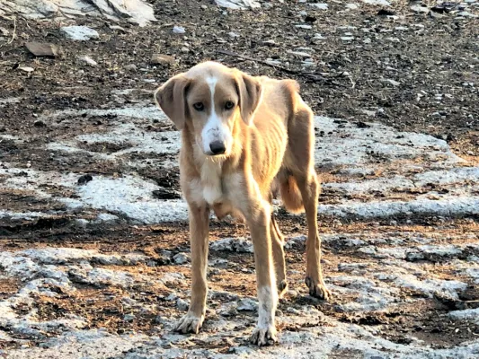 Bild: Spendenaktion „Futter für die Vergessenen“: SardinienHunde e.V. bittet um Mithilfe