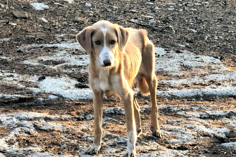 Bild: Spendenaktion „Futter für die Vergessenen“: SardinienHunde e.V. bittet um Mithilfe