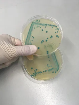 Bild: An island getaway: Why some Listeria strains survive good food hygiene standards