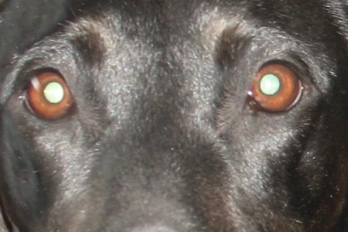 Bei einigen Rassen ist es, schwierig eine preiswerte Versicherung zu bekommen, nur weil sie als 