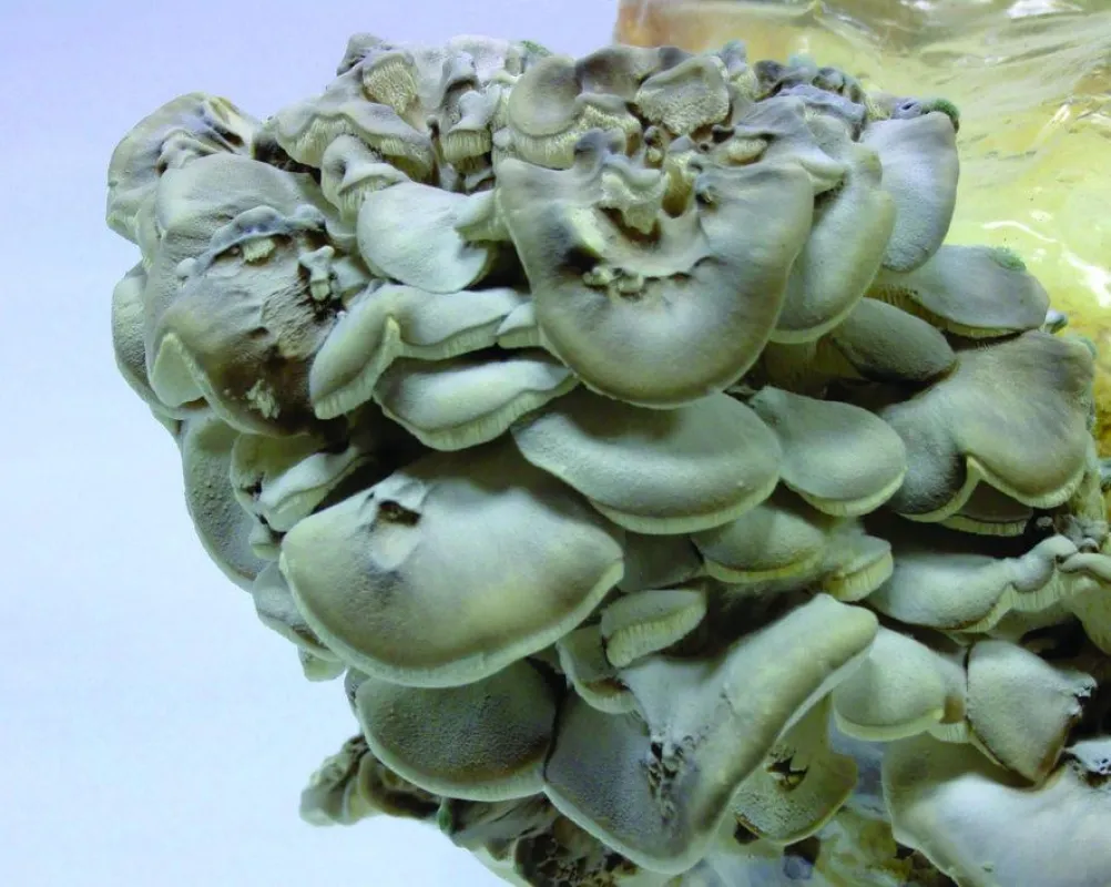 Heilpilz Maitake