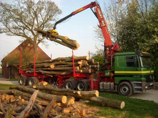 Bild: Mehr als nur Kaminholz für den Winter