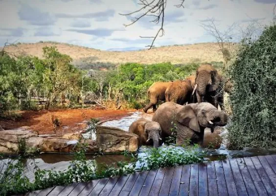 Bild: Mit dem Smartphone auf Safari - Thanda Safari gibt Tipps für professionelle Smartphone-Fotografie