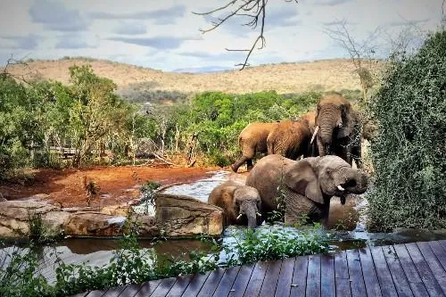 Mit dem Smartphone auf Safari - Thanda Safari gibt Tipps für professionelle Smartphone-Fotografie Bild: Mit dem Smartphone auf Safari - Thanda Safari gibt Tipps für professionelle Smartphone-Fotografie