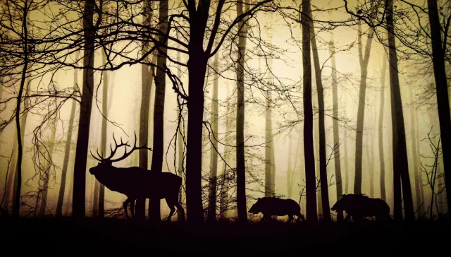 Jagdscheren von Original LÖWE: kontrolliertes Aufbrechen, splitterarmes Zerwirken, präzise Schnittführung Bild: Jagdscheren von Original LÖWE: kontrolliertes Aufbrechen, splitterarmes Zerwirken, präzise Schnittführung