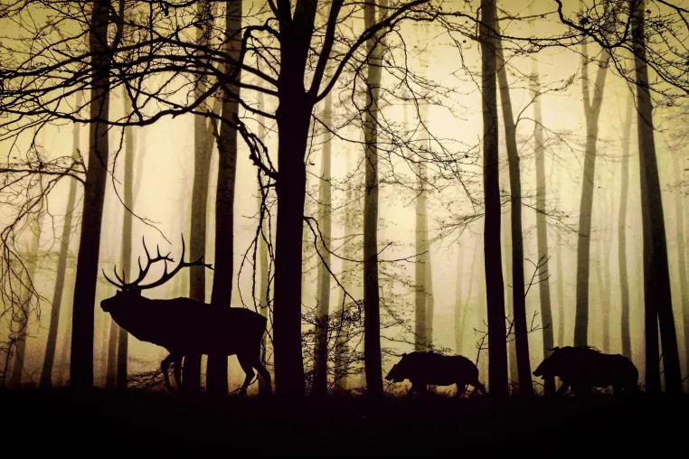 Jagdscheren von Original LÖWE: kontrolliertes Aufbrechen, splitterarmes Zerwirken, präzise Schnittführung Bild: Jagdscheren von Original LÖWE: kontrolliertes Aufbrechen, splitterarmes Zerwirken, präzise Schnittführung