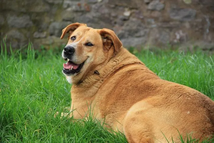 Übergewicht beim Hund / Was tun? Bild: Übergewicht beim Hund / Was tun?