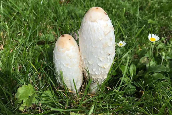 Bild: Coprinus, Maitake, Cordyceps und Reishi: Wie Vitalpilze beim Abnehmen helfen