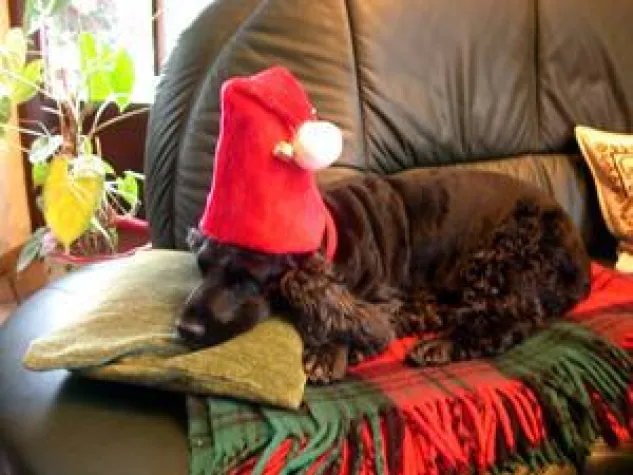 Bild: Bund deutscher Tierfreunde e.V. warnt vor Gefahren der Weihnachtszeit