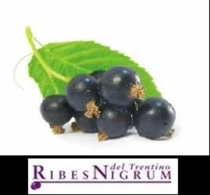 Bild: Bio-Wellness mit schwarzen Johannisbeeren - Exklusive Kosmetiklinie „Ribes Nigrum“ verwöhnt Relax Hotel-Gäste