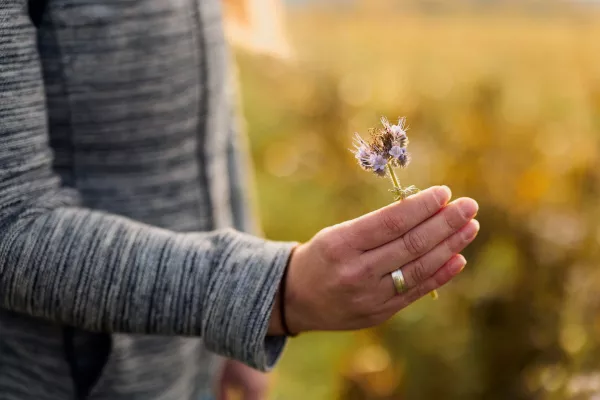 Bild: Biologische Schädlingsbekämpfung: HSBI-Promovendin setzt Pilze ein zum Schutz der Kartoffel vor Nematoden