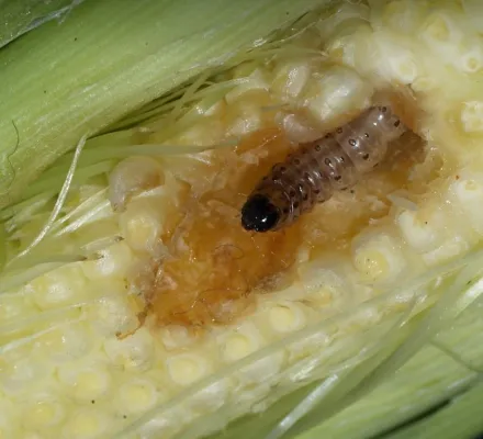 Bild: Neue bivoltine Maiszünsler-Rasse breitet sich aus