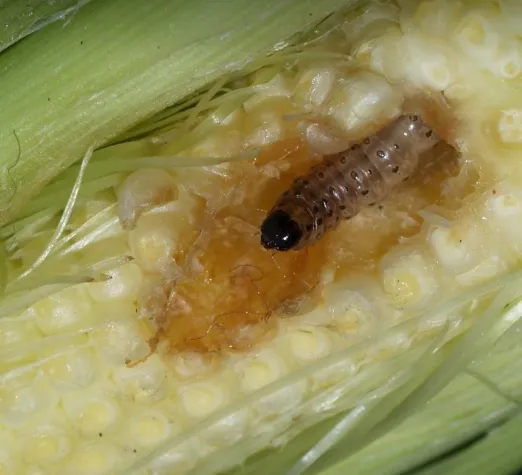 Bild: Neue bivoltine Maiszünsler-Rasse breitet sich aus