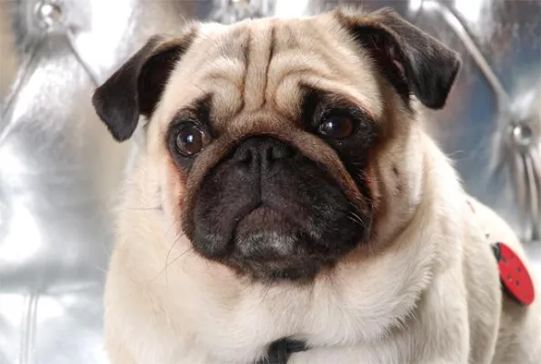 Bild: Promi-Hunde-Blog auf dem Hunde-Portal stadthunde.com – Mops „Sir Henry“ erzählt aus seinem Leben