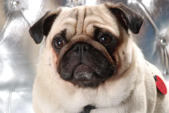 Promi-Hunde-Blog auf dem Hunde-Portal stadthunde.com – Mops „Sir Henry“ erzählt aus seinem Leben Bild: Promi-Hunde-Blog auf dem Hunde-Portal stadthunde.com – Mops „Sir Henry“ erzählt aus seinem Leben