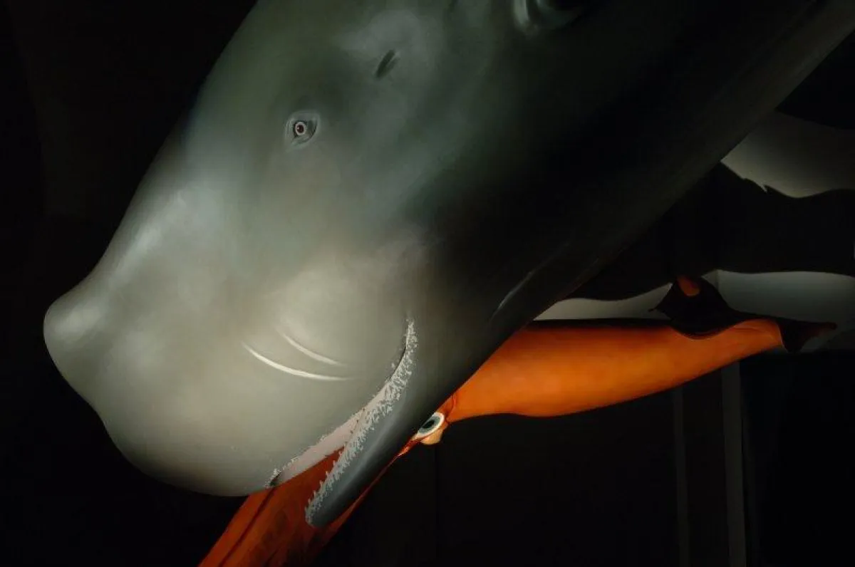 (c) Senckenberg Forschungsinstitut und Naturmuseum, Foto Sven Tränkner: Der Pottwal wird am 24.09.10 entladen