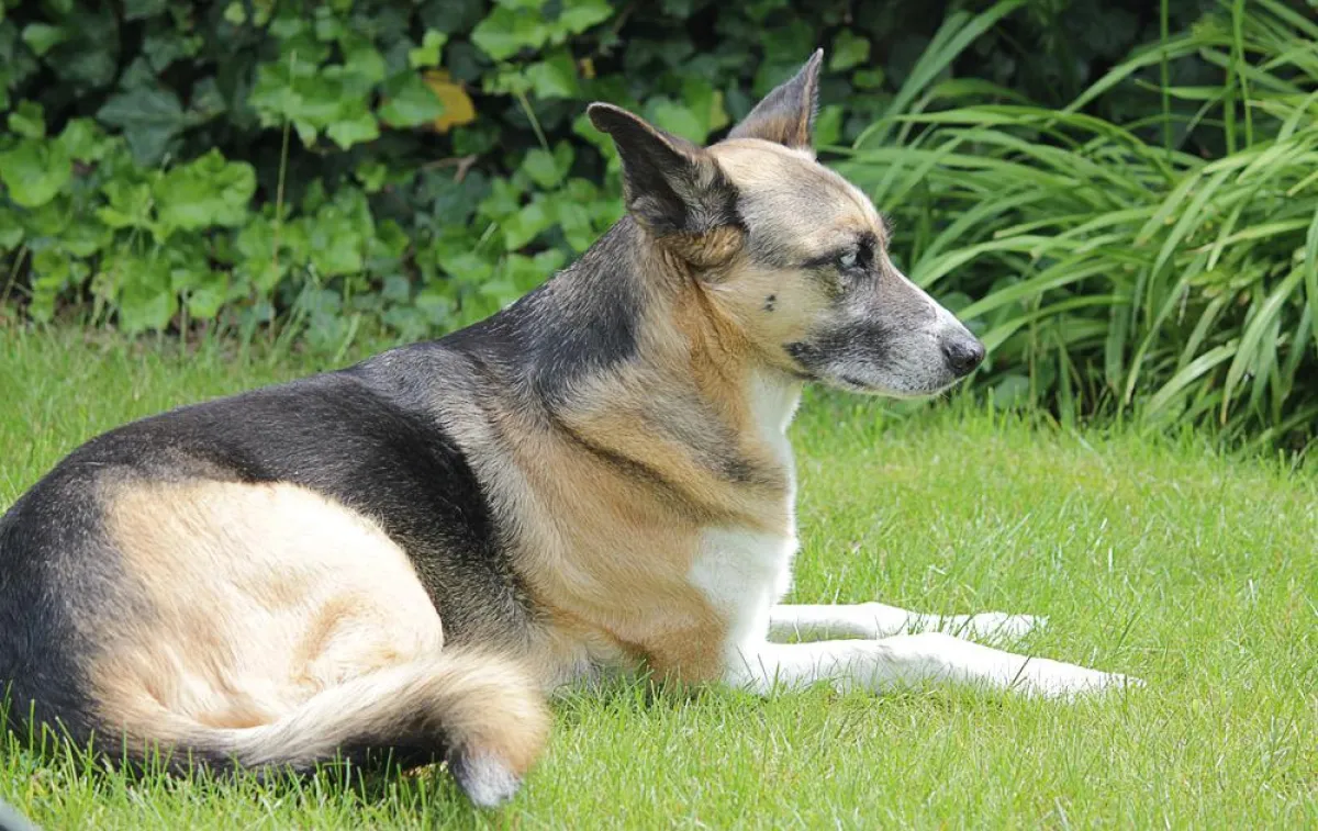 Glänzendes Fell, Zeichen für ein gesundes Tier