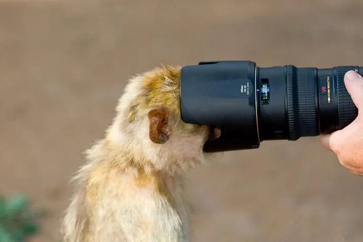 Bild: Fotokurs - Tierfotografie für Einsteiger