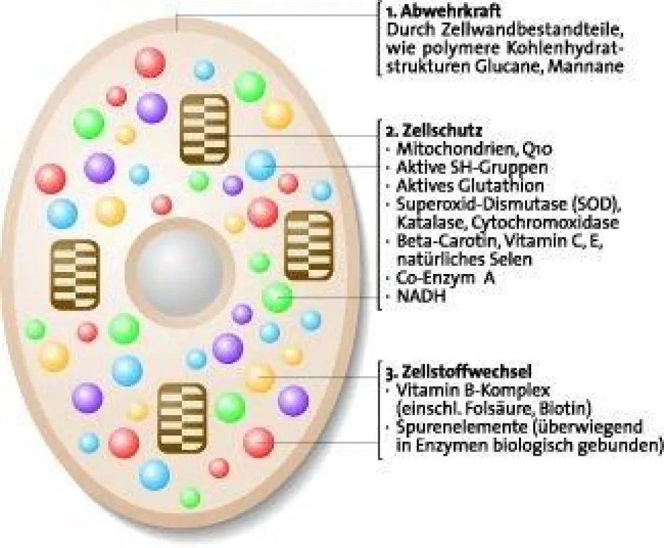 Schema einer Hefezelle/ Quelle: Dr. Wolz Zell GmbH (www.wolz.de), Geisenheim