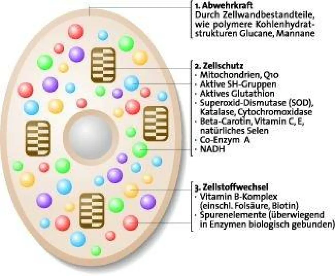 Schema einer Hefezelle/ Quelle: Dr. Wolz Zell GmbH (www.wolz.de), Geisenheim