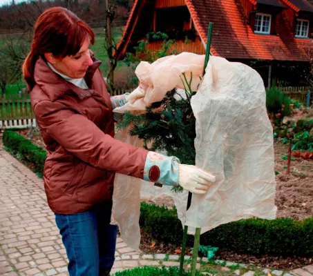 Bild: Jetzt Gartenpflanzen vor Frost schützen: So kommen die Ziergewächse gut über den Winter
