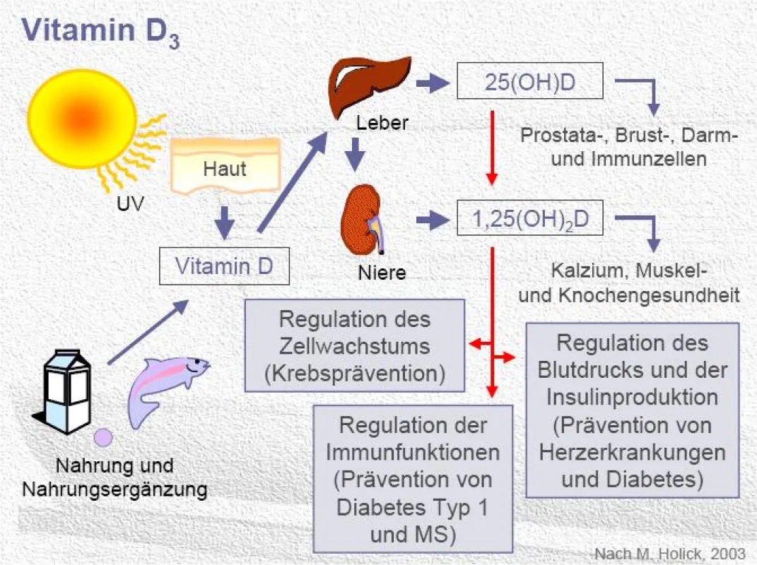90 % des Vitamin D wird durch Sonneneinstrahlung (UV-B) über die Haut gebildet.