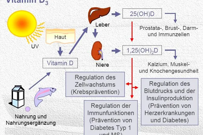 Bild: Ein Spaziergang in der Sonne ist ein wichtiger Schritt auf dem Weg zur Krebsvorsorge