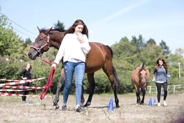 Bild: Mit Pferden gegen die Prüfungsangst