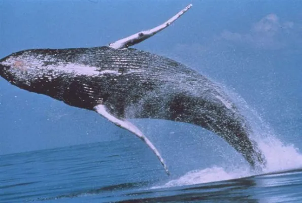 Bild: Sie singen wieder: Buckelwale sammeln sich vor Neukaledonien - tierfreundliches Whalewatching per Katamaran