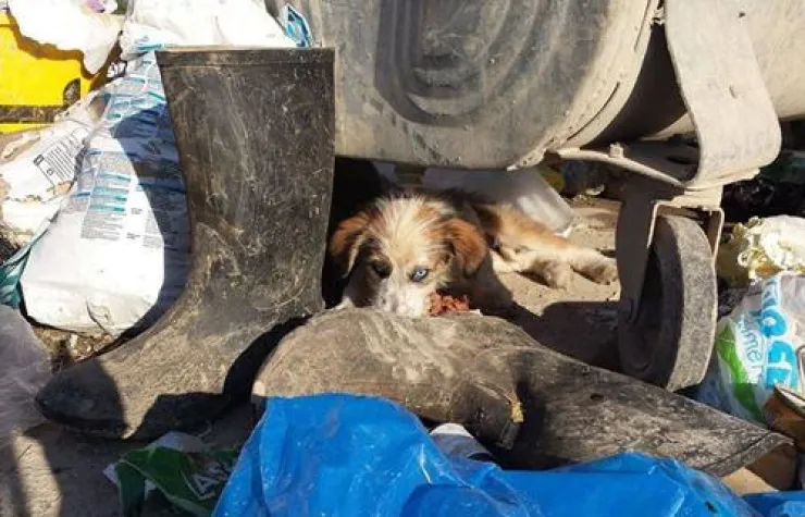 Der stumme Schrei der Hunde in Bosnien…. Bild: Der stumme Schrei der Hunde in Bosnien….