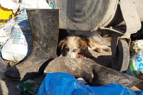 Bild: Der stumme Schrei der Hunde in Bosnien….