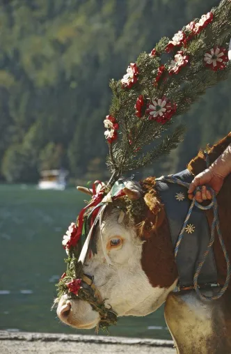 Bild: Kühe auf dem Königssee - Nur beim Almabtrieb im Berchtesgadener Land führt der Weg übers Wasser