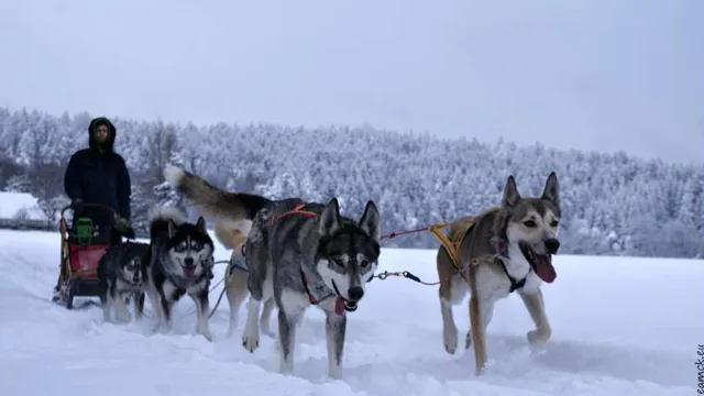 Bild: Huskyhof im Waldviertel: Wanderungen und Schlittenfahrten mit Huskys