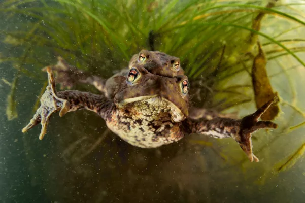 Bild: Das ist der optimale Tümpel für Amphibien – Artenschutz im Kleinen