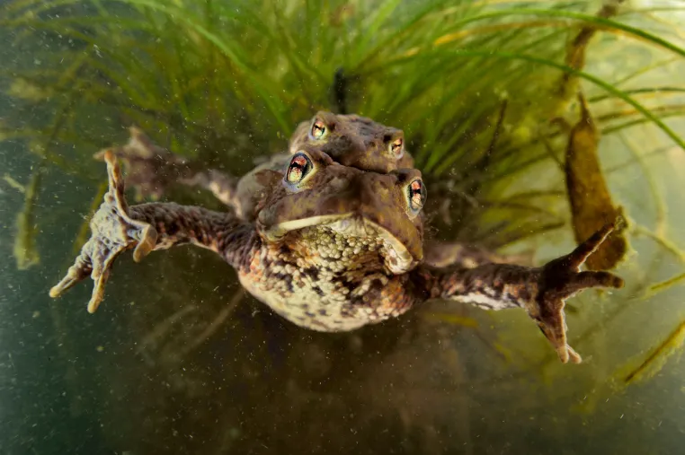 Das ist der optimale Tümpel für Amphibien – Artenschutz im Kleinen Bild: Das ist der optimale Tümpel für Amphibien – Artenschutz im Kleinen