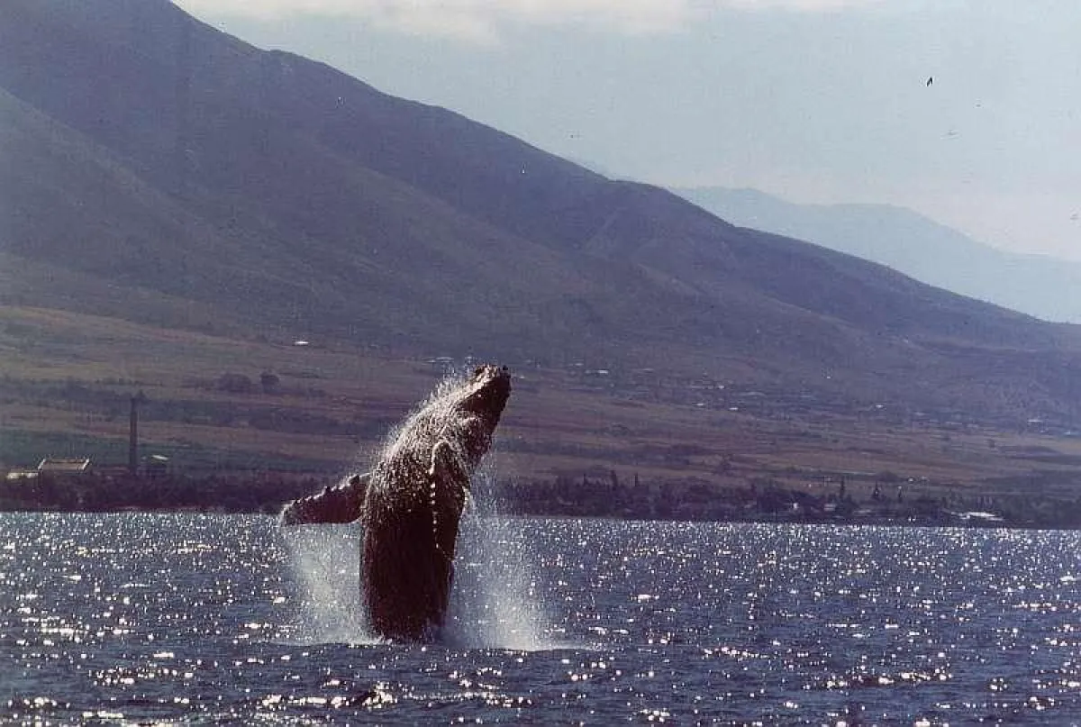 Buckelwal vor Lahaina auf Maui, Hawaii
