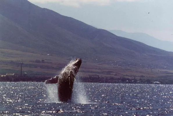 Bild: Buckelwal-Gesänge aus Hawaii live im Internet auf whalesong.info
