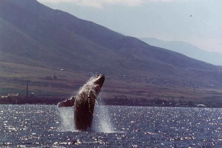 Bild: Buckelwal-Gesänge aus Hawaii live im Internet auf whalesong.info