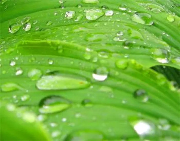 Bild: Natural Beauty wirbt Kunden - Werbetexter für Naturkosmetik, Schönheit und Wellness verrät mehr über den Trend