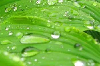 Bild: Natural Beauty wirbt Kunden - Werbetexter für Naturkosmetik, Schönheit und Wellness verrät mehr über den Trend